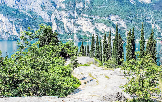 Calicantus - Nespolo - Photo 28